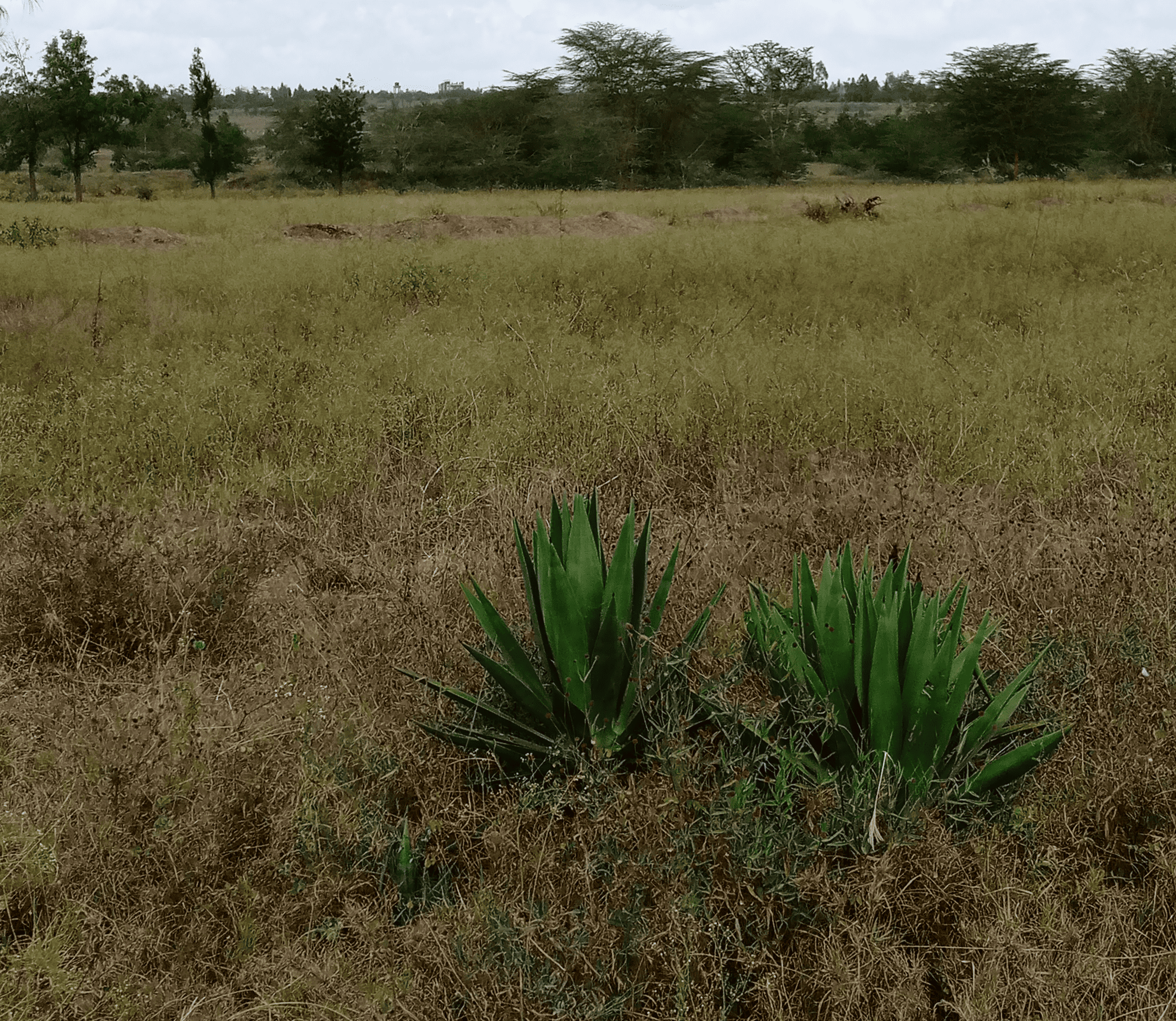 Kamulu
